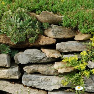 Sedum acre