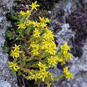 Sedum acre