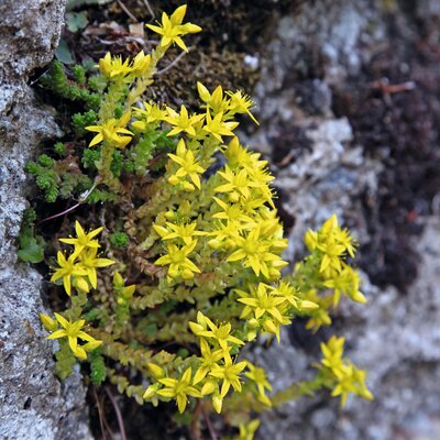 Sedum acre