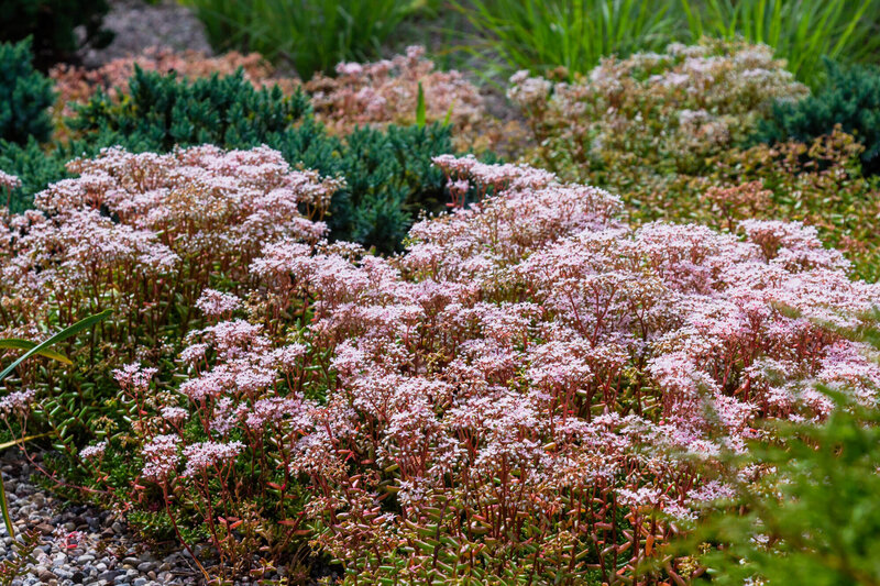 Sedum album Murale