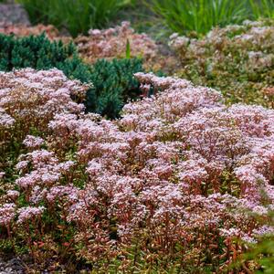 Sedum album Murale