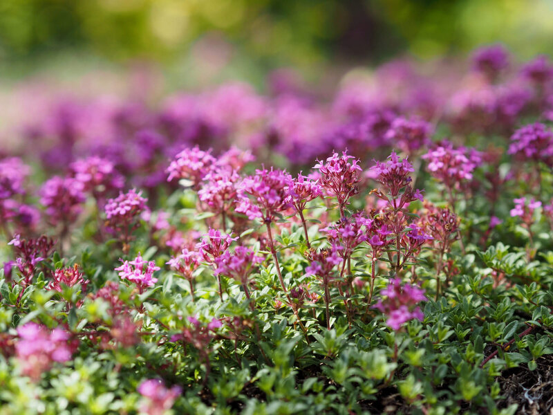 Thymus serpyllum Coccineus