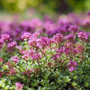 Thymus serpyllum Coccineus