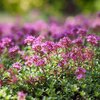 Thymus serpyllum Coccineus