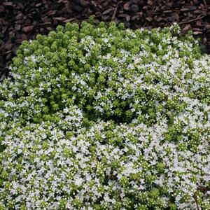 Thymus praec. albiforus