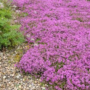 Thymus serpyllum Coccineus