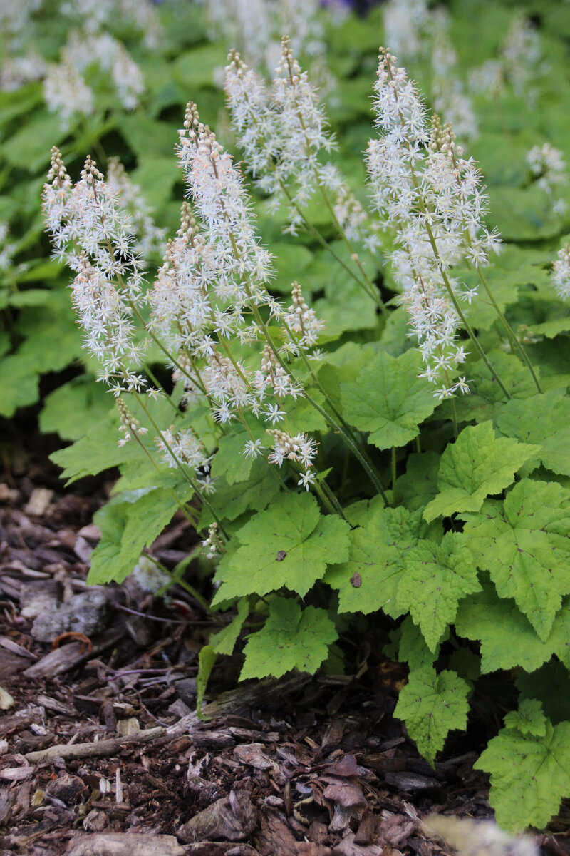Tiarella cordifolia Eco