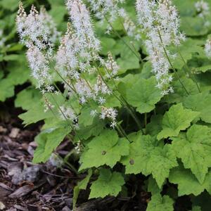 Tiarella cordifolia Eco