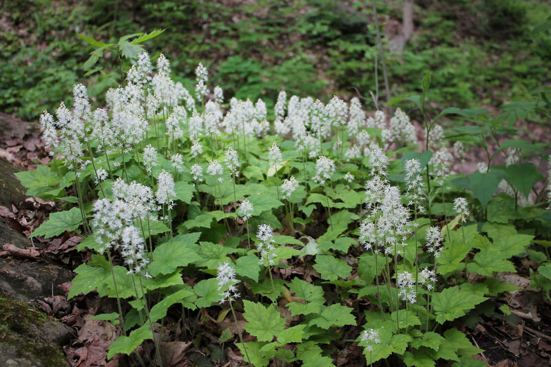 Tiarella cordifolia Eco