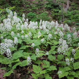 Tiarella cordifolia Eco