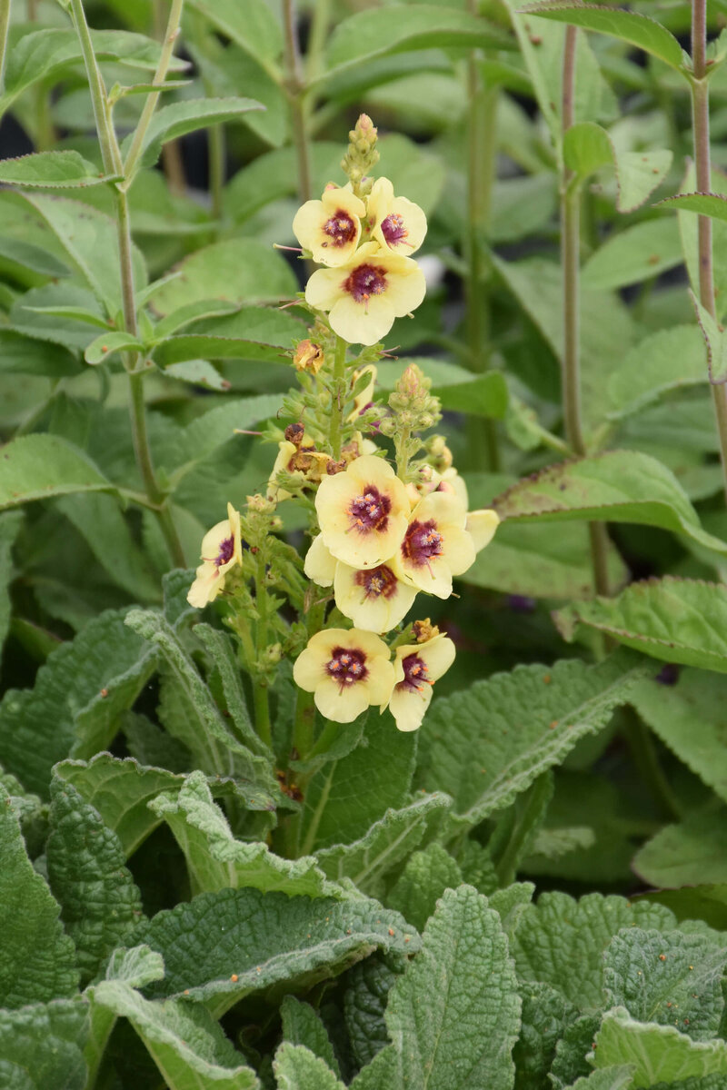 Verbascum x cultorum Dark Eyes