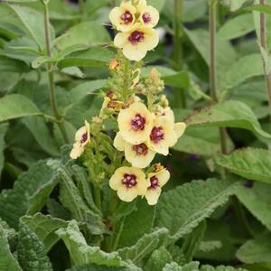 Verbascum x cultorum Dark Eyes