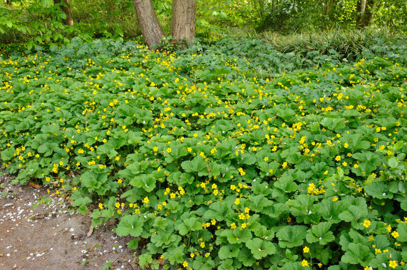 Waldsteinia ternata