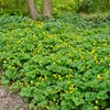 Waldsteinia ternata