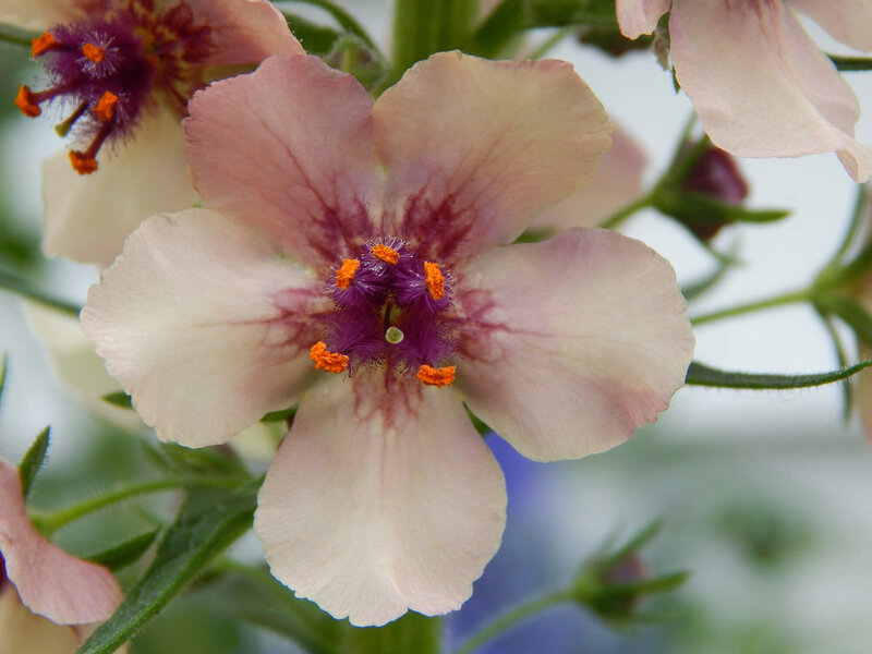 Verbascum phoeniceum