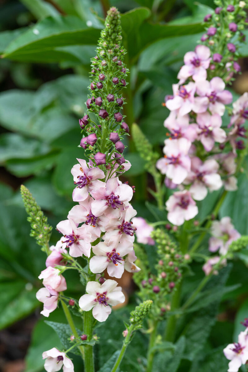 Verbascum phoeniceum