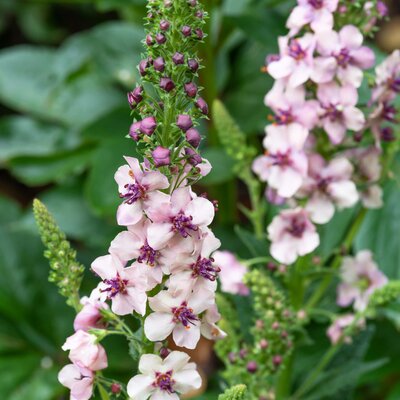 Verbascum phoeniceum