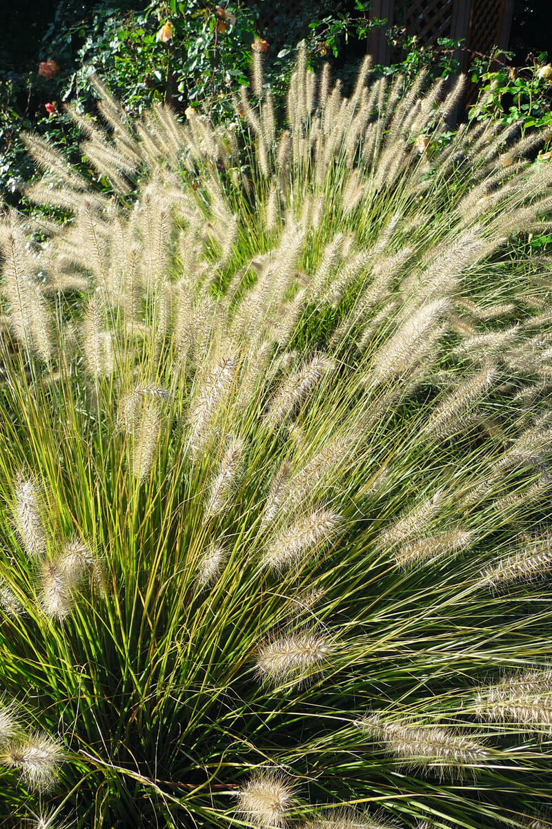 Pennisetum alopecuroides 'Hameln'