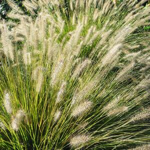 Pennisetum alopecuroides Hameln