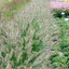 Pennisetum alopecuroides 'Hameln'