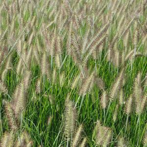 Pennisetum alopecuroides Hameln