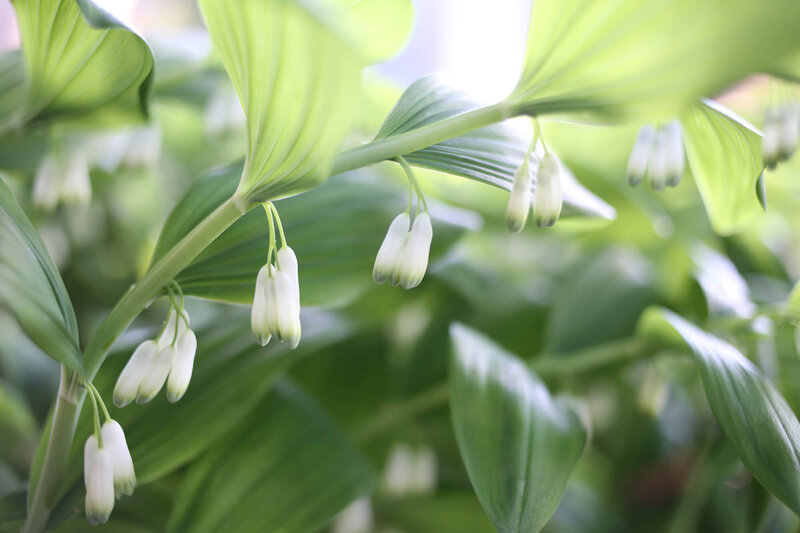 Polygonatum multiflorum