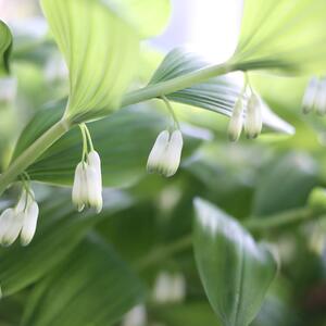 Polygonatum multiflorum