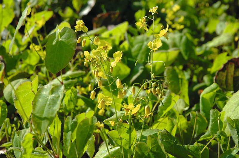 Epimedium x perralchicum Frohnleiten