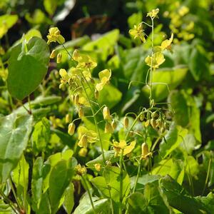 Epimedium x perralchicum Frohnleiten