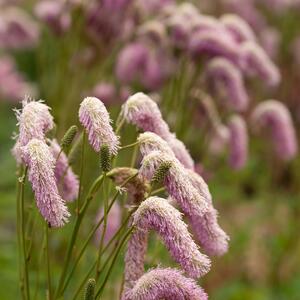 Sanguisorba hakusanensis Lilac Squirrel