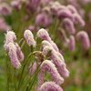 Sanguisorba hakusanensis Lilac Squirrel