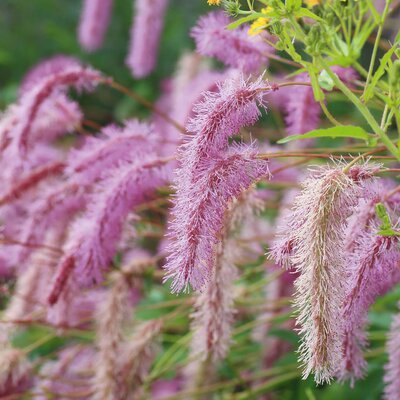 Sanguisorba hakusanensis Lilac Squirrel