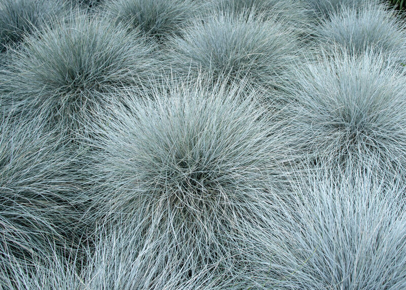 Festuca Cinerea Blauglut