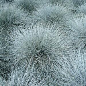 Festuca Cinerea Blauglut