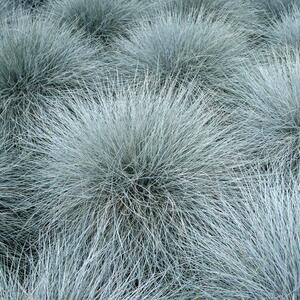 Festuca Cinerea Blauglut