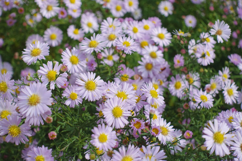 Aster Dumosus - Hybriden Apollo