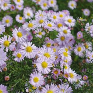 Aster Dumosus - Hybriden Apollo