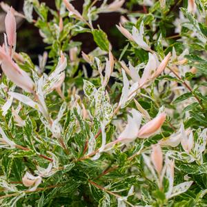 Salix integra Hakuro Nishiki
