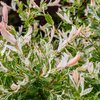 Salix integra Hakuro Nishiki