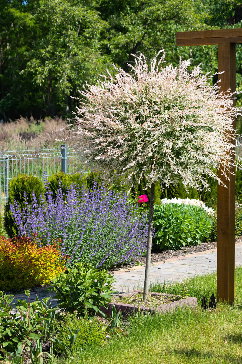 Salix integra Hakuro Nishiki