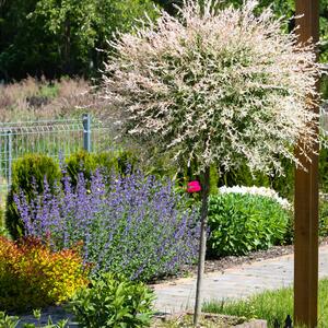 Salix integra Hakuro Nishiki