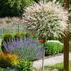 Salix integra Hakuro Nishiki