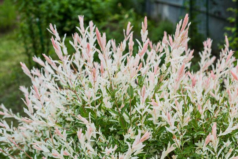 Salix integra Hakuro Nishiki