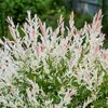 Salix integra Hakuro Nishiki