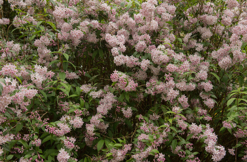 Deutzia Yuki Cherry Blossom