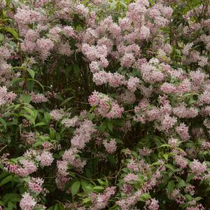 Deutzia Yuki Cherry Blossom