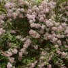 Deutzia Yuki Cherry Blossom