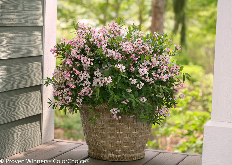 Deutzia Yuki Cherry Blossom