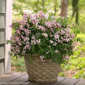 Deutzia Yuki Cherry Blossom