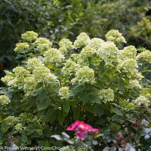 Hydrangea paniculata Little Lime